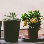 Mini dżungla na parapecie: 12 małych roślin, które odmienią Twoje okno